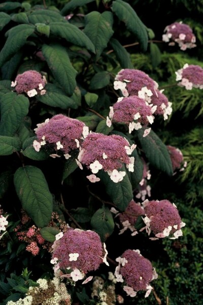 Fell-Hortensie Hydrangea aspera 'Macrophylla' Strauch 60-80 Topf 12 ltr. (C12) Hydrangea aspera 'Macrophylla' Strauch 60-80 cm