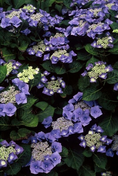 Bauernhortensie Hydrangea macrophylla 'Blaumeise' Strauch 30-40 Topf 10 ltr. (C10) Hydrangea macrophylla 'Blaumeise' Strauch 30-40 cm