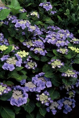 Bauernhortensie Hydrangea macrophylla 'Blaumeise' Strauch 30-40 Topf 3 ltr. (C3) Hydrangea macrophylla 'Blaumeise' Strauch 30-40 cm