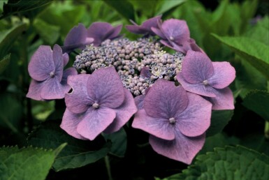 Bauernhortensie Hydrangea macrophylla 'Blaumeise' Strauch 30-40 Topf 3 ltr. (C3) Hydrangea macrophylla 'Blaumeise' Strauch 30-40 cm