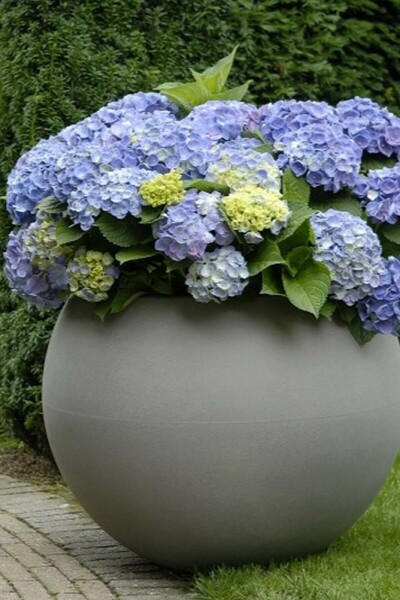 Bauern-Hortensie Hydrangea macrophylla 'Forever & Ever® Blue' Strauch 40-60 Topf 12 ltr. (C12) Hydrangea macrophylla 'Forever & Ever® Blue' Strauch 40-60 cm