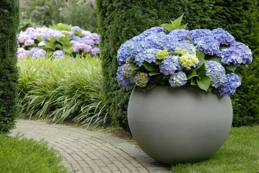 Bauern-Hortensie Hydrangea macrophylla 'Forever & Ever® Blue' Strauch 40-60 Topf 12 ltr. (C12) Hydrangea macrophylla 'Forever & Ever® Blue' Strauch 40-60 cm
