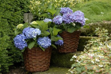 Bauern-Hortensie Hydrangea macrophylla 'Forever & Ever® Blue' Strauch 30-40 Topf 5 ltr. (C5) Hydrangea macrophylla 'Forever & Ever® Blue' Strauch 30-40 cm