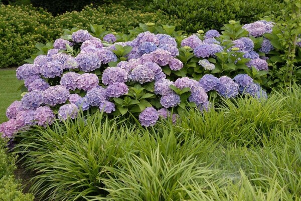 BauernHortensie Hydrangea macrophylla 'Forever & Ever® Blue' Topf