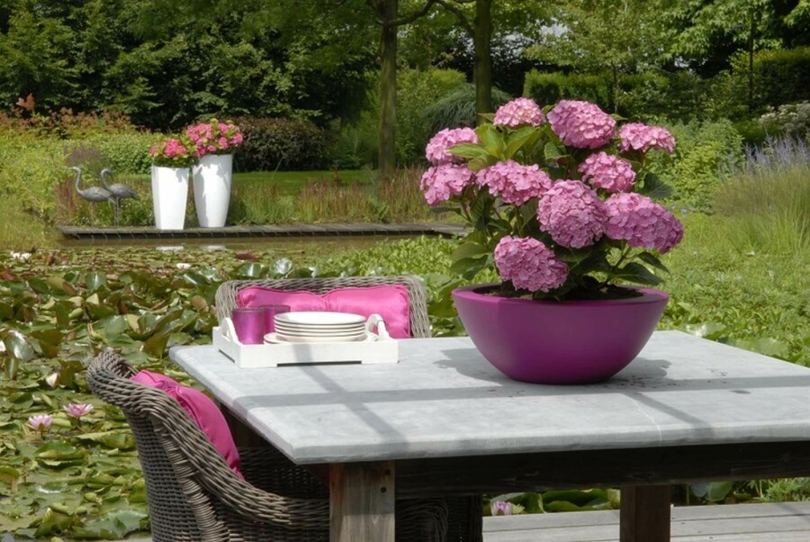 Bauern-Hortensie Hydrangea macrophylla 'Forever & Ever® Pink' Strauch 40-60 Topf 12 ltr. (C12) Hydrangea macrophylla 'Forever & Ever® Pink' Strauch 40-60 cm