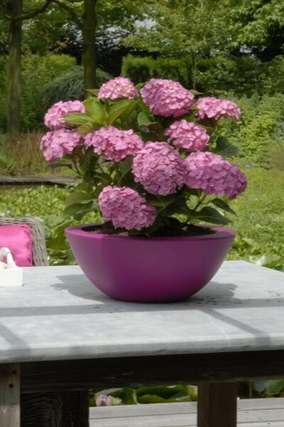 Bauern-Hortensie Hydrangea macrophylla 'Forever & Ever® Pink' Strauch 30-40 Topf 5 ltr. (C5) Hydrangea macrophylla 'Forever & Ever® Pink' Strauch 30-40 cm