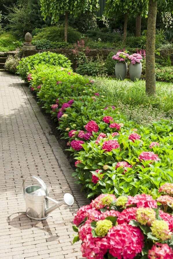 Bauern-Hortensie Hydrangea macrophylla 'Forever & Ever® Red' Strauch 30-40 Topf 5 ltr. (C5) Hydrangea macrophylla 'Forever & Ever® Red' Strauch 30-40 cm