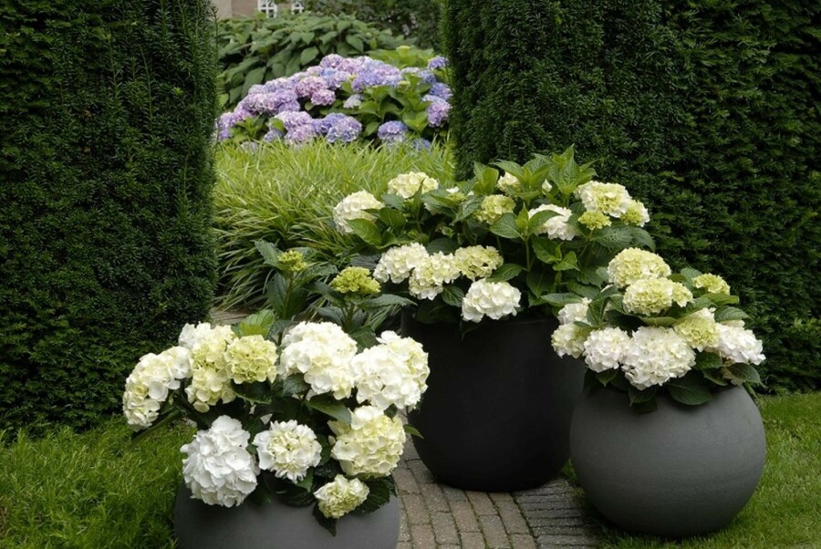 Bauern-Hortensie Hydrangea macrophylla 'Forever & Ever® White' Strauch 40-60 Topf 12 ltr. (C12) Hydrangea macrophylla 'Forever & Ever® White' Strauch 40-60 cm