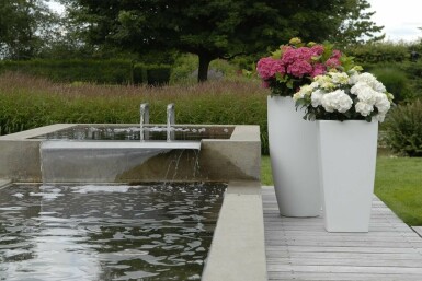 Bauern-Hortensie Hydrangea macrophylla 'Forever & Ever® White' Strauch 40-60 Topf 12 ltr. (C12) Hydrangea macrophylla 'Forever & Ever® White' Strauch 40-60 cm