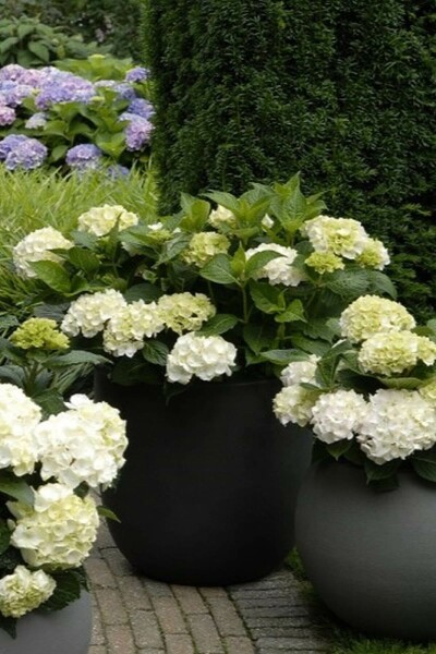 Bauern-Hortensie Hydrangea macrophylla 'Forever & Ever® White' Strauch 20-30 Topf 5 ltr. (C5) Hydrangea macrophylla 'Forever & Ever® White' C5 20-30