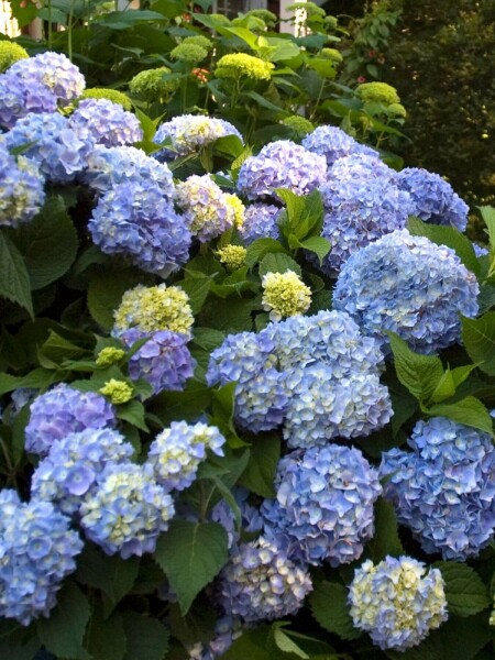 Ballhortensie Endless Summer Hydrangea macrophylla 'The Original Blue' Strauch 10-15 Topf 1,5 ltr. ( Hydrangea macrophylla 'The Original Blue' Strauch 10-15 cm
