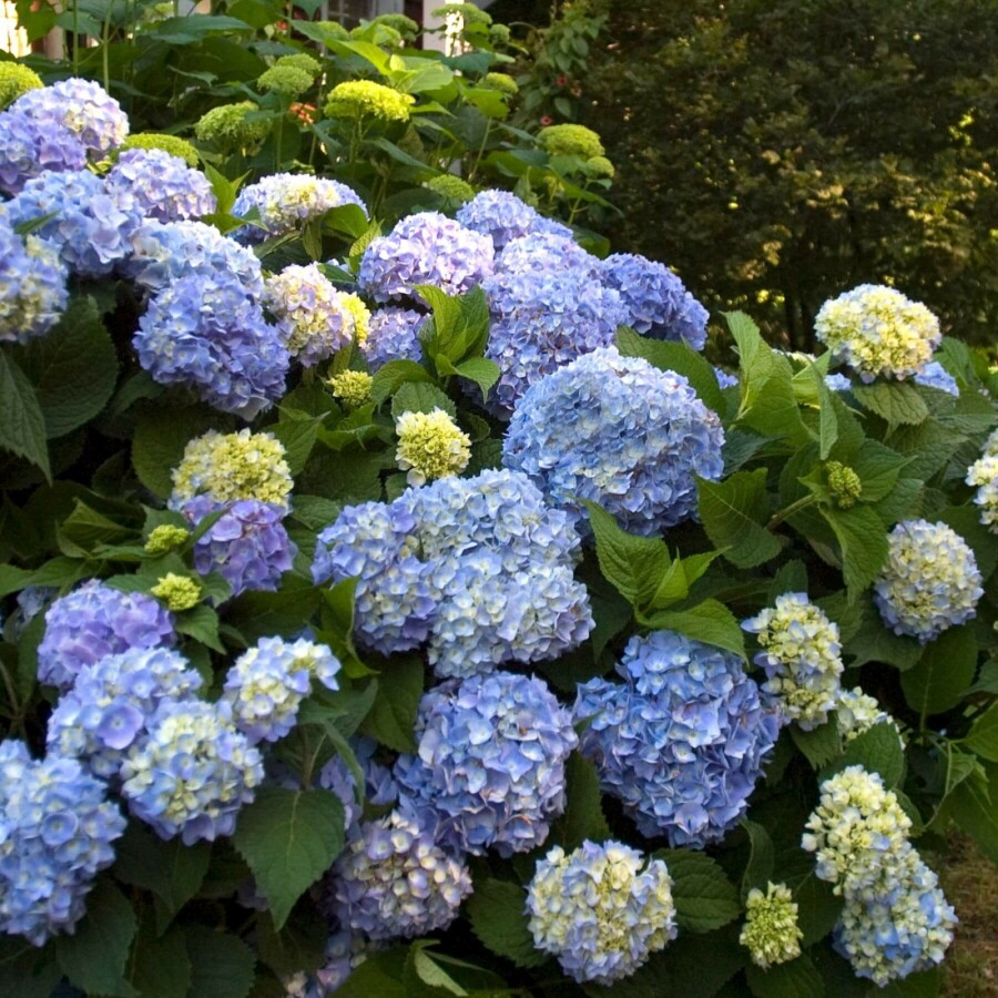 Ballhortensie Endless Summer Hydrangea macrophylla 'The Original Blue' Strauch 10-15 Topf 1,5 ltr. ( Hydrangea macrophylla 'The Original Blue' Strauch 10-15 cm