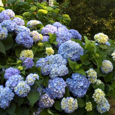Ballhortensie Endless Summer Hydrangea macrophylla 'The Original Blue' Strauch 10-15 Topf 1,5 ltr. ( Hydrangea macrophylla 'The Original Blue' Strauch 10-15 cm