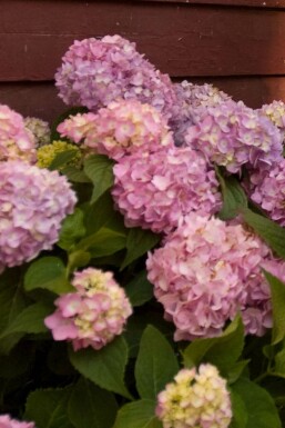 Ballhortensie Endless Summer Hydrangea macrophylla 'The Original Pink' Strauch 10-15 Topf 1,5 ltr. (