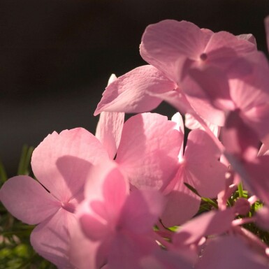 Ballhortensie Endless Summer Hydrangea macrophylla 'The Original Pink' Strauch 10-15 Topf 1,5 ltr. (