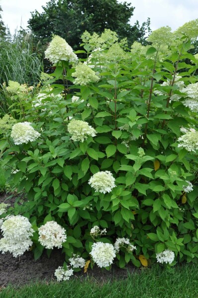 Rispen-Hortensie Hydrangea paniculata 'Limelight' Strauch 100-120 Topf 12 ltr. (C12) Hydrangea paniculata 'Limelight' Strauch 100-120 cm