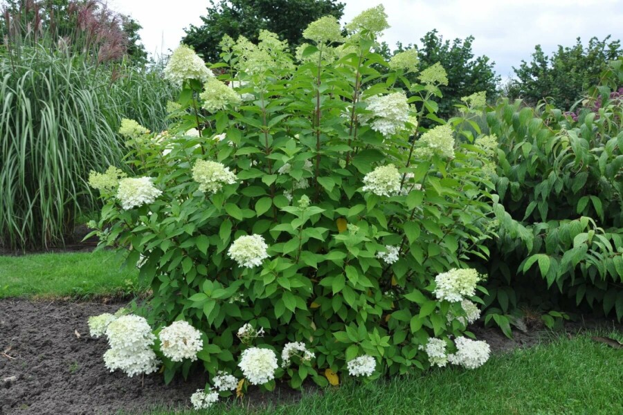 Rispen-Hortensie Hydrangea paniculata 'Limelight' Strauch 100-120 Topf 12 ltr. (C12) Hydrangea paniculata 'Limelight' Strauch 100-120 cm