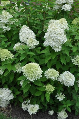 Rispen-Hortensie Hydrangea paniculata 'Limelight' Strauch 100-120 Topf 12 ltr. (C12) Hydrangea paniculata 'Limelight' Strauch 100-120 cm