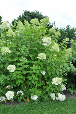 Rispen-Hortensie Hydrangea paniculata 'Limelight' Strauch 30-40 Topf 3 ltr. (C3) Hydrangea paniculata 'Limelight' Strauch 30-40 cm
