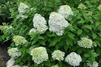 Rispen-Hortensie Hydrangea paniculata 'Limelight' Strauch 30-40 Topf 3 ltr. (C3) Hydrangea paniculata 'Limelight' Strauch 30-40 cm