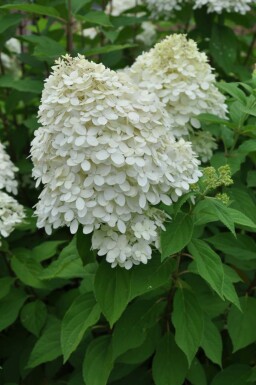 Rispen-Hortensie Hydrangea paniculata 'Limelight' Strauch 30-40 Topf 3 ltr. (C3) Hydrangea paniculata 'Limelight' Strauch 30-40 cm