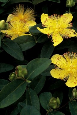 Teppich-Johanniskraut Hypericum calycinum 10-15 Topf 2 ltr. (C2) Hypericum calycinum