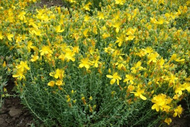 Hypericum olympicum 'Grandiflorum'