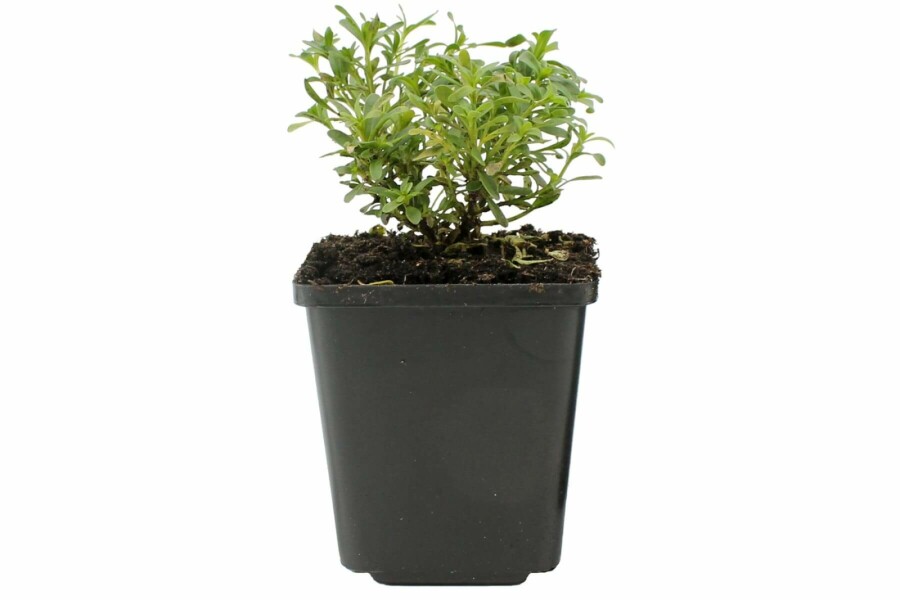 Immergrüne Garten-Schleifenblume Iberis sempervirens 'Snowflake' 5-10 Topf 9x9 cm (P9) Iberis sempervirens 'Snowflake'