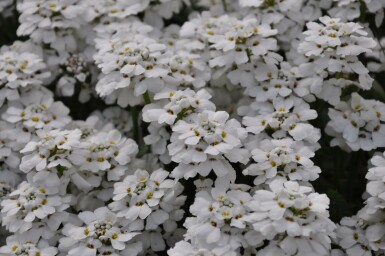 Immergrüne Garten-Schleifenblume Iberis sempervirens 'Snowflake' 5-10 Topf 9x9 cm (P9)