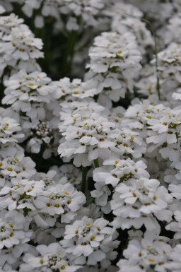 Immergrüne Garten-Schleifenblume Iberis sempervirens 'Snowflake' 5-10 Topf 9x9 cm (P9)