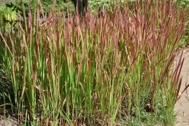 Japanisches Blutgras Imperata cylindrica 'Red Baron' 10-15 Topf 2 ltr. (C2) Imperata cylindrica 'Red Baron'