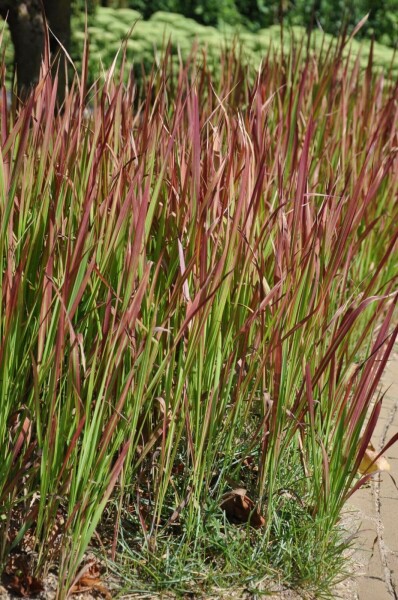 Japanisches Blutgras Imperata cylindrica 'Red Baron' 5-10 Topf 9x9 cm (P9) Imperata cylindrica 'Red Baron'