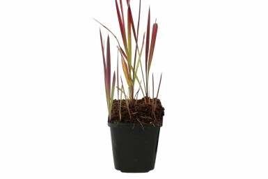 Japanisches Blutgras Imperata cylindrica 'Red Baron' 5-10 Topf 9x9 cm (P9)