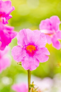 Garten-Gloxinie Incarvillea delavayi 5-10 Topf 9x9 cm (P9) Incarvillea delavayi