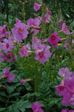 Garten-Gloxinie Incarvillea delavayi 5-10 Topf 9x9 cm (P9)