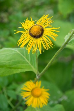 Zwerg-Alant Inula ensifolia 5-10 Topf 9x9 cm (P9)