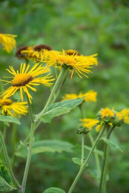 Zwerg-Alant Inula ensifolia 5-10 Topf 9x9 cm (P9)