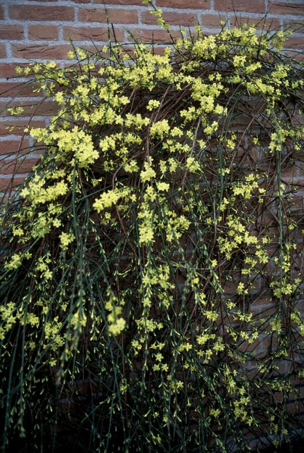 Winterjasmin Jasminum nudiflorum Strauch 40-50 Topf 2 ltr. (C2) Jasminum nudiflorum Strauch 40-50 cm