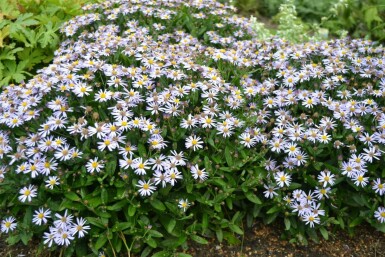 Garten Schön-Aster Kalimeris incisa 'Nana Blue' 5-10 Topf 9x9 cm (P9)