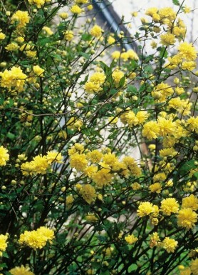 Gefüllter Ranunkelstrauch Kerria Japonica 'Pleniflora' Strauch 20-30 Topf 1,5 ltr. (C1,5)