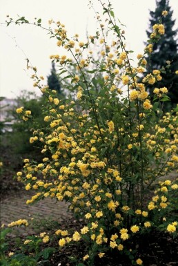 Gefüllter Ranunkelstrauch Kerria Japonica 'Pleniflora' Strauch 100-120 Topf 12 ltr. (C12) Kerria japonica 'Pleniflora' Strauch 100-120 cm