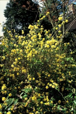 Gefüllter Ranunkelstrauch Kerria Japonica 'Pleniflora' Strauch 30-40 Topf 3 ltr. (C3) Kerria japonica 'Pleniflora' Strauch 30-40 cm