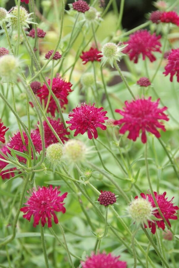 Purpur-Witwenblume Knautia macedonica 5-10 Topf 9x9 cm (P9) Knautia macedonica