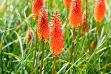 Fackellilie Kniphofia 'Alcazar' 5-10 Topf 9x9 cm (P9) Kniphofia 'Alcazar'