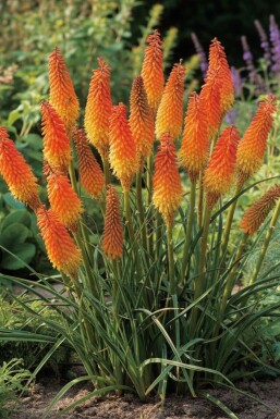 Fackellilie Kniphofia uvaria 'Royal Castle' 5-10 Topf 9x9 cm (P9) Kniphofia uvaria 'Royal Castle'
