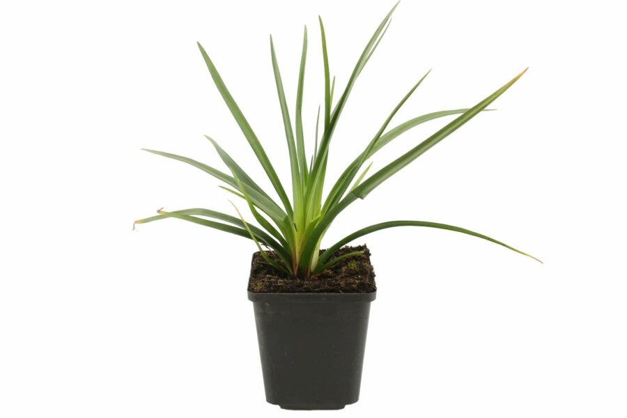 Fackellilie Kniphofia uvaria 'Royal Castle' 5-10 Topf 9x9 cm (P9) Kniphofia uvaria 'Royal Castle'