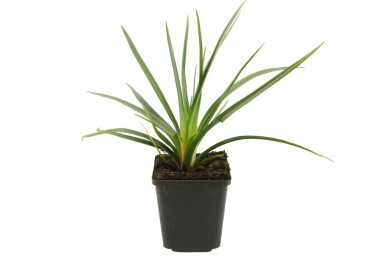 Fackellilie Kniphofia uvaria 'Royal Castle' 5-10 Topf 9x9 cm (P9) Kniphofia uvaria 'Royal Castle'
