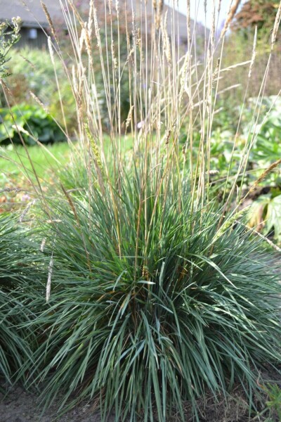 Blaues Schillergras Koeleria glauca 5-10 Topf 9x9 cm (P9) Koeleria glauca