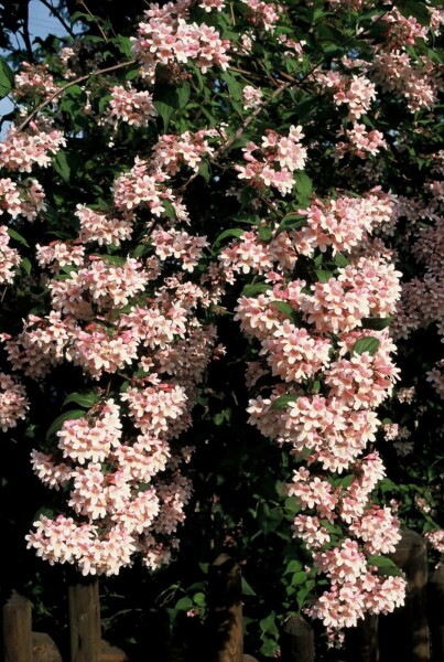 Kolkwitzie Kolkwitzia amabilis 'Pink Cloud' Strauch 80-100 Topf 12 ltr. (C12) Kolkwitzia amabilis 'Pink Cloud' Strauch 80-100 cm