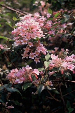 Kolkwitzie Kolkwitzia amabilis 'Pink Cloud' Strauch 30-40 Topf 3 ltr. (C3)